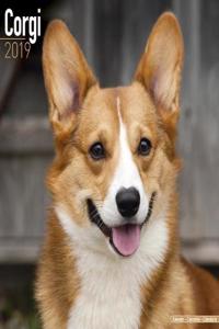 Corgi Calendar 2019