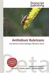 Anthidium Rubricans