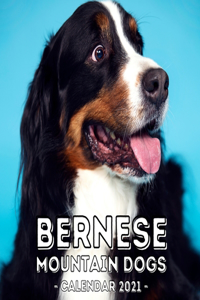 Bernese Mountain Dogs