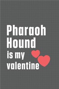 Pharaoh Hound is my valentine