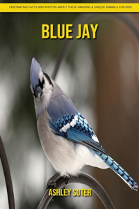 Blue Jay