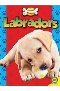 Labradors