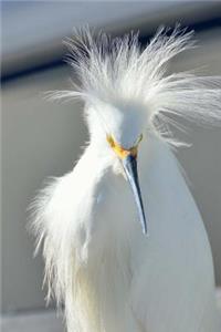 A Pretty White Snowy Egret Bird Journal