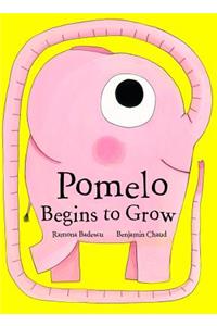 Pomelo Begins to Grow