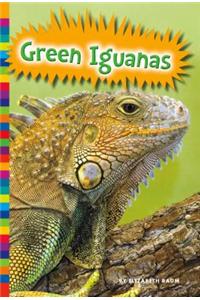 Green Iguanas