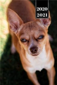 Chihuahua Dog Calendar Week Planner 2020 / 2021 - Very Tired