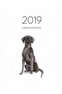 2019 Labrador Retriever