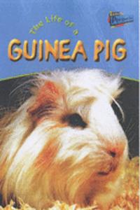 The Life of a Guinea Pig