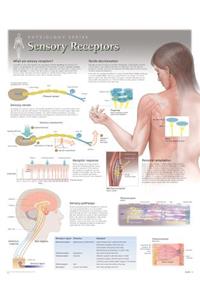 Sensors & Receptors Wall Chart