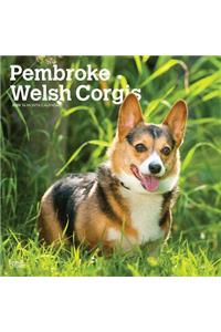 Welsh Corgis, Pembroke 2020 Square