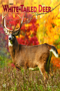 White Tailed Deer 2023 Square Foil
