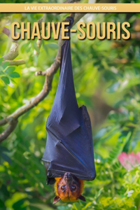 Chauve-Souris