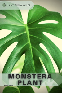 Monstera Plant