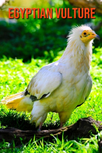 Egyptian Vulture
