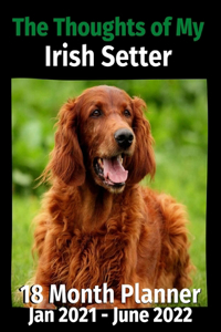 Thoughts of My Irish Setter