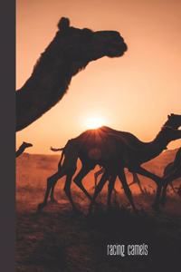racing camels