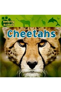 Cheetahs