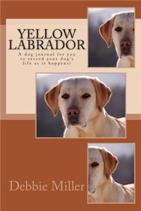 Yellow Labrador