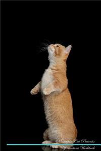 Munchkin Cat Affirmations Workbook Munchkin Cat Presents