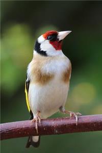 Goldfinch Song Bird Journal