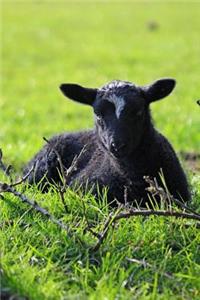 A Sweet Lamb in the Meadow Journal
