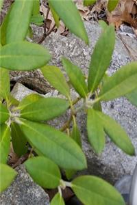 Journal Spring Flower Buds Rhododendron