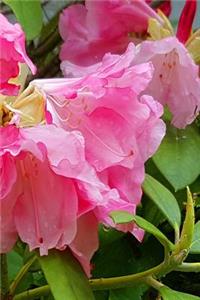 Pink Blooms Journal Springtime