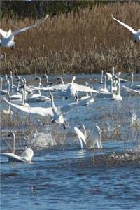 Tundra Swans at Mattamuskeet Refuge in North Carolina Journal