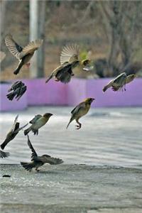 Sparrows Notebook