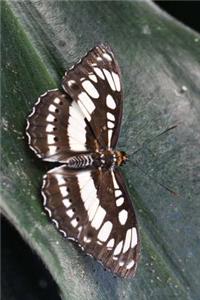 Solitary Common Sargeant Butterfly Journal