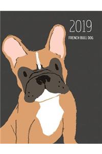 2019 French Bull Dog