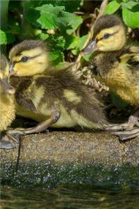 Duck Notebook