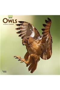 Owls 2019 Square