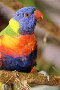 Rainbow Lorikeet Notebook