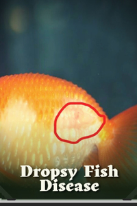 Dropsy Fish Disease