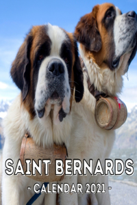 Saint Bernards