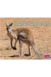 Kangaroos