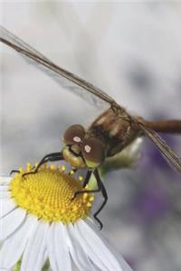 Close-Up of Dragonfly on a Flower Journal