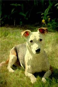 Jack Russell
