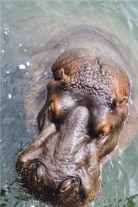 Hippo Rising aka Hippopotamus Surfacing Journal