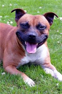 A Staffordshire Terrier Dog with a Big Smile Pet Journal