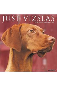 Just Vizslas 2020 Wall Calendar (Dog Breed Calendar)