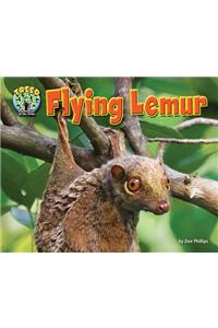 Flying Lemur