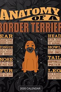 Anatomy Of A Border Terrier