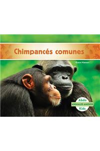 Chimpances Comunes (Chimpanzees)