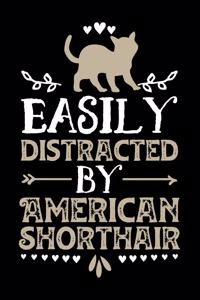 Easily Distracted By American Shorthair