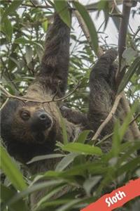 Sloth