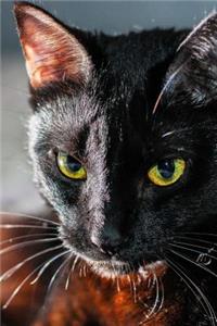 Black Cat with Yellow Green Eyes Journal
