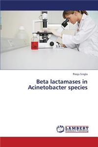 Beta Lactamases in Acinetobacter Species