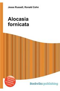 Alocasia Fornicata